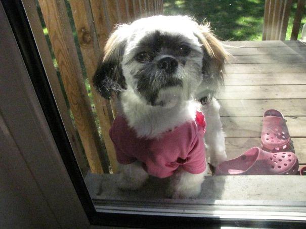 Sevimli hayvanlar kapı dışında kalırsa...