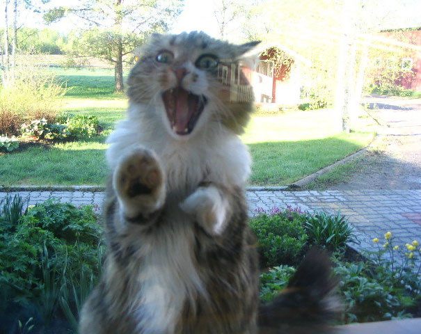 Foto - Sevimli hayvanlar kapı dışında kalırsa...