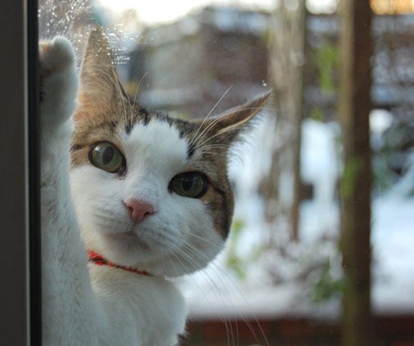 Foto - Sevimli hayvanlar kapı dışında kalırsa...