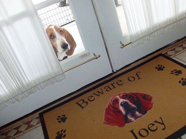 Foto - Sevimli hayvanlar kapı dışında kalırsa...