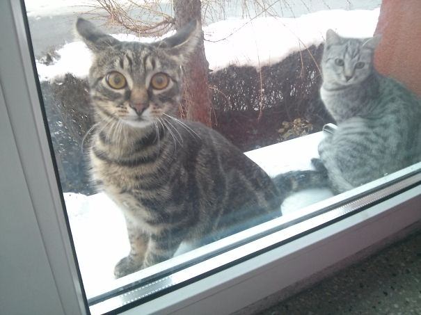 Foto - Sevimli hayvanlar kapı dışında kalırsa...