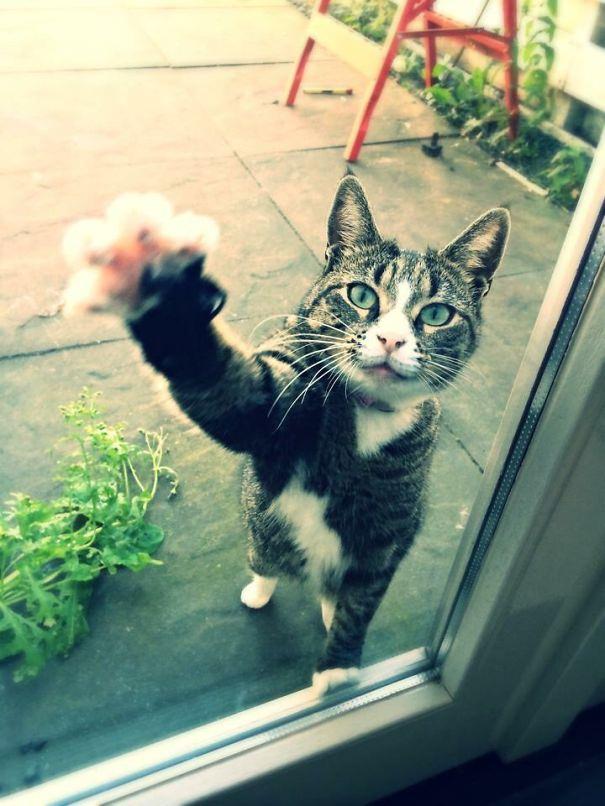 Foto - Sevimli hayvanlar kapı dışında kalırsa...