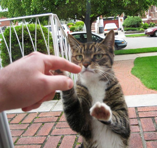 Foto - Sevimli hayvanlar kapı dışında kalırsa...