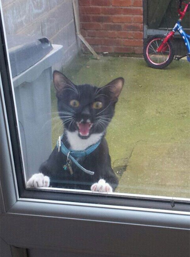 Foto - Sevimli hayvanlar kapı dışında kalırsa...