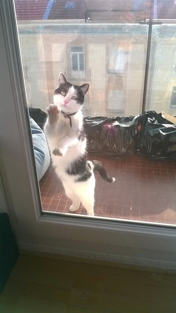 Foto - Sevimli hayvanlar kapı dışında kalırsa...