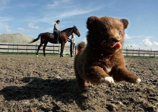Foto - Sevimli hayvanlardan şirin pozlar