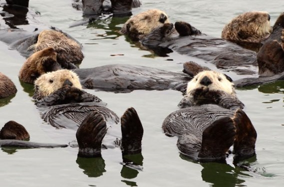 Foto - Sevimli hayvanlardan şirin pozlar