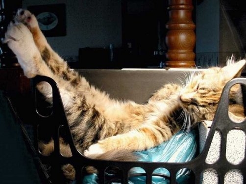 Foto - Sevimli hayvanlardan şirin pozlar