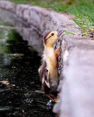 Foto - Sevimli hayvanlardan şirin pozlar