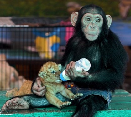 Foto - Sevimli hayvanlardan şirin pozlar