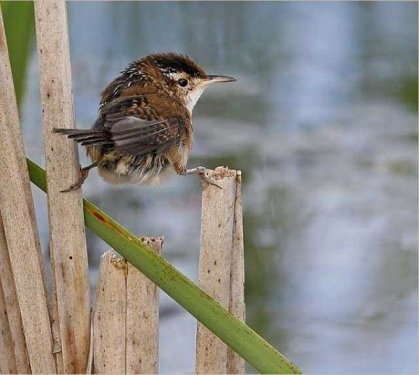 Foto - Sevimli hayvanlardan şirin pozlar