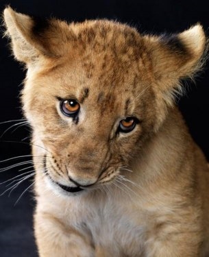 Foto - Sevimli hayvanlardan şirin pozlar