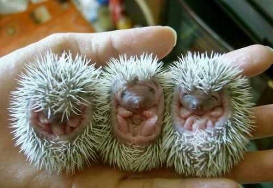 Foto - Sevimli hayvanlardan şirin pozlar