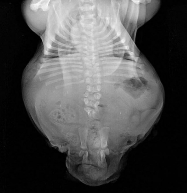 Foto - Sevimli köpeğin yürek burkan hikayesi