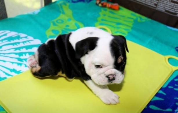 Foto - Sevimli köpeğin yürek burkan hikayesi