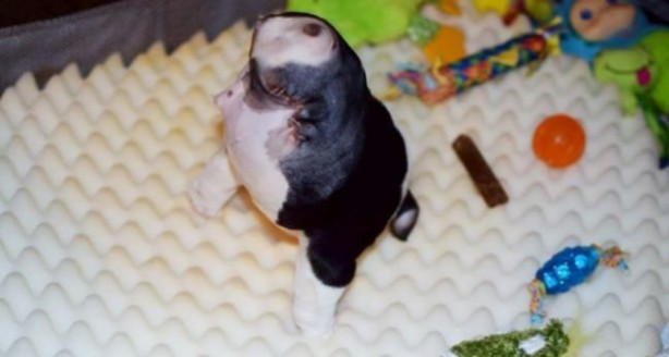 Foto - Sevimli köpeğin yürek burkan hikayesi