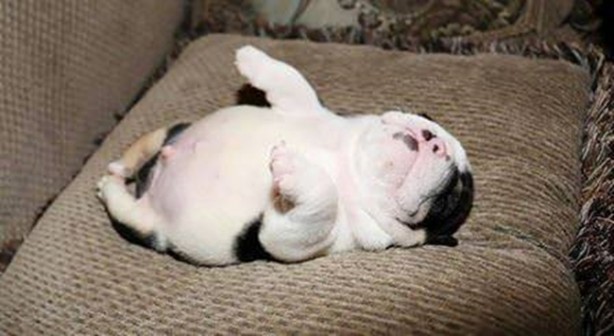 Foto - Sevimli köpeğin yürek burkan hikayesi