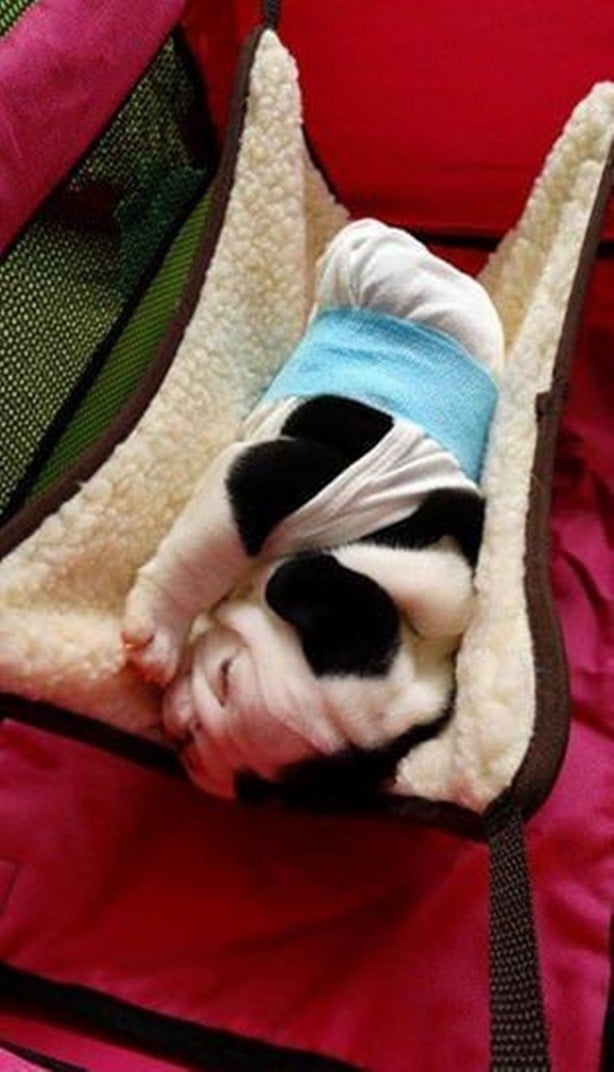 Foto - Sevimli köpeğin yürek burkan hikayesi