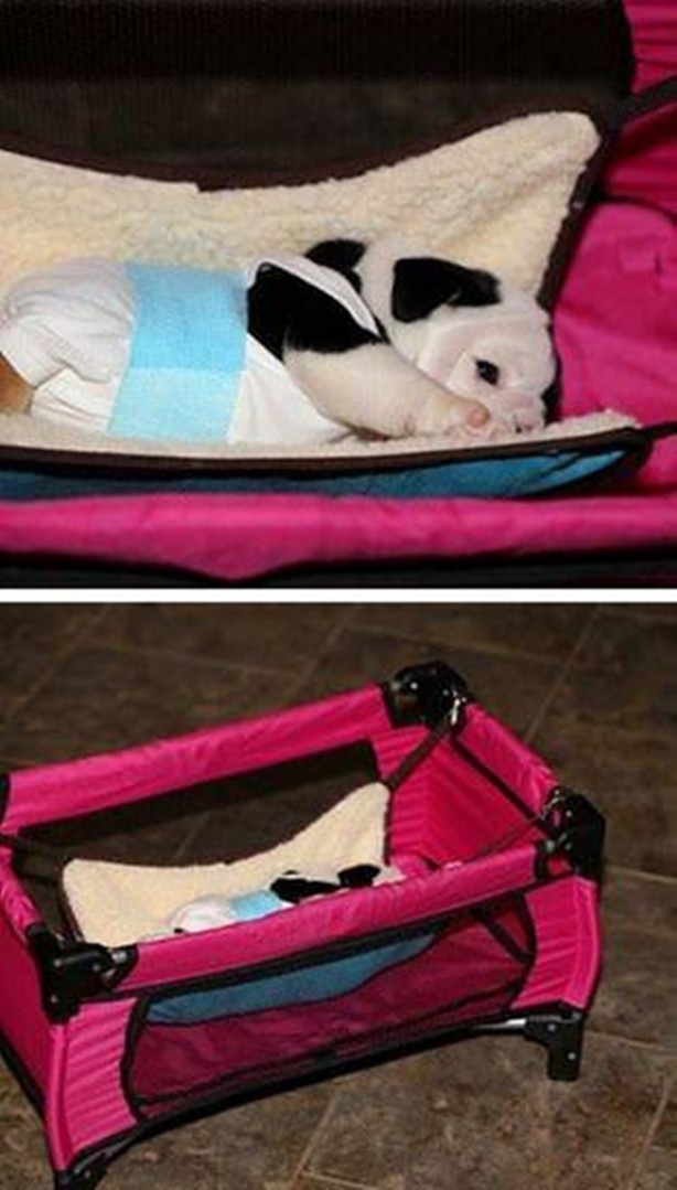 Foto - Sevimli köpeğin yürek burkan hikayesi