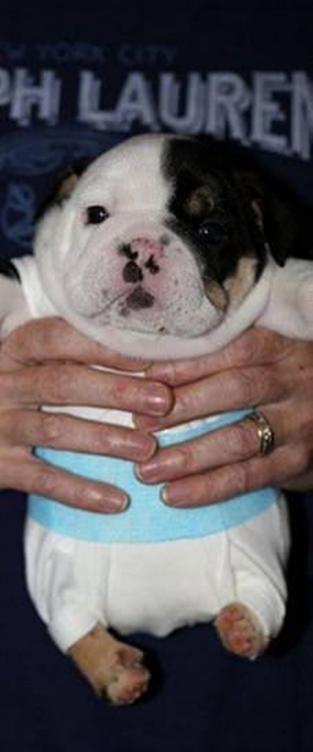 Foto - Sevimli köpeğin yürek burkan hikayesi