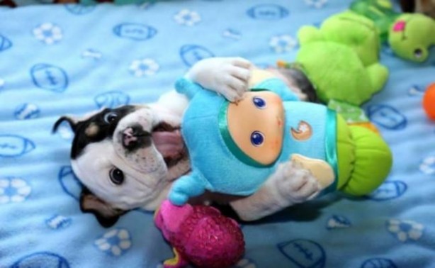 Foto - Sevimli köpeğin yürek burkan hikayesi