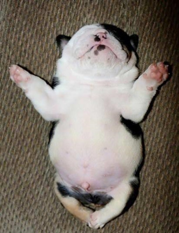 Foto - Sevimli köpeğin yürek burkan hikayesi