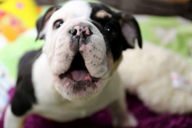 Sevimli köpeğin yürek burkan hikayesi