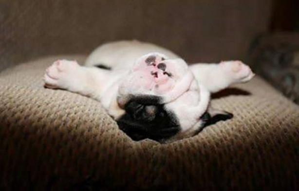 Foto - Sevimli köpeğin yürek burkan hikayesi