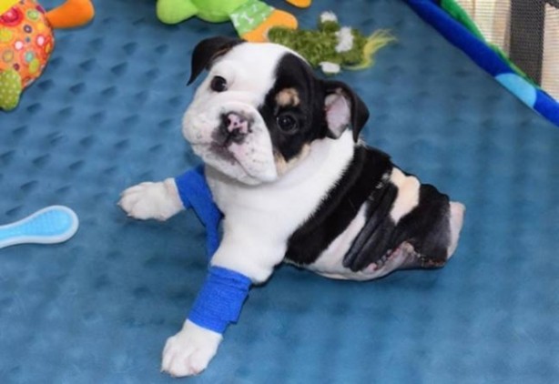 Foto - Sevimli köpeğin yürek burkan hikayesi