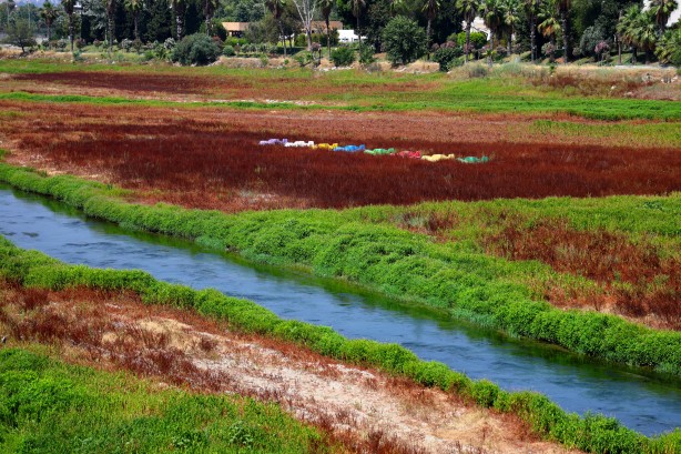 Foto - Seyhan Nehri'ni kaplayan yosunlar insan boyunu geçti, kötü koku kenti kapladı