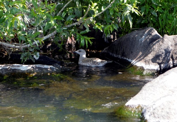 Foto - Seyrine doyulmaz bir güzellik: Çıldır Gölü