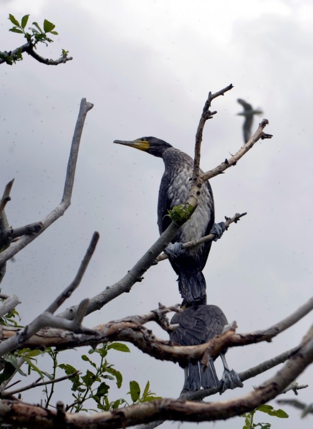 Foto - Seyrine doyulmaz bir güzellik: Çıldır Gölü
