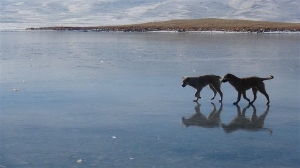 Foto - Seyrine doyulmaz bir güzellik: Çıldır Gölü