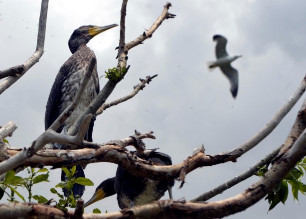 Foto - Seyrine doyulmaz bir güzellik: Çıldır Gölü
