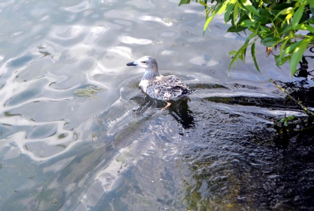 Foto - Seyrine doyulmaz bir güzellik: Çıldır Gölü