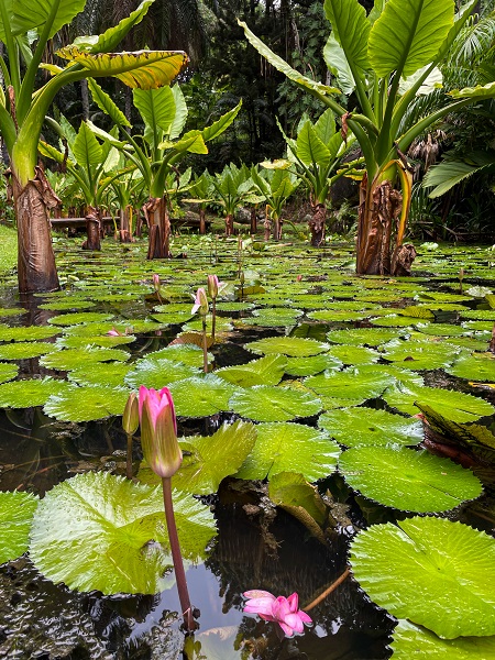 Foto - Seyşeller'de günlük yaşam objektiflere yansıdı