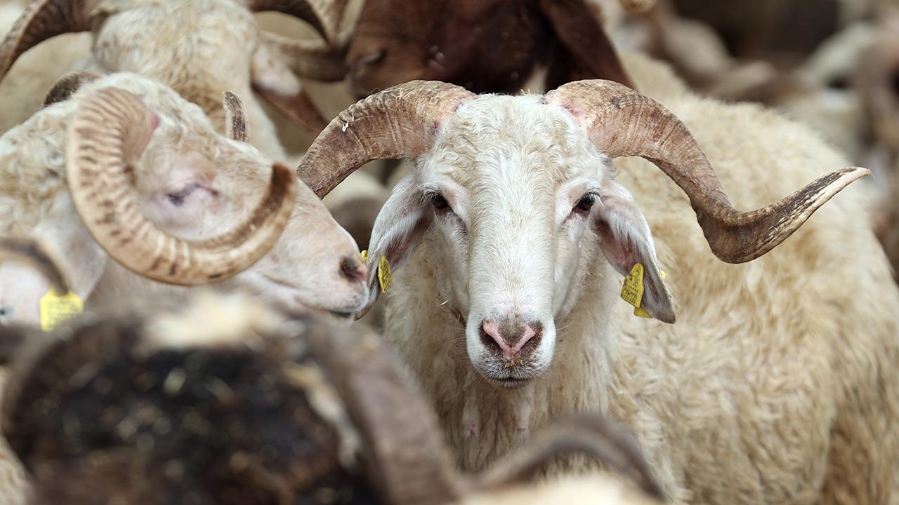 Foto - Şeytanın bile aklına gelmez! Kurbanlıklarda görülmemiş hile! Aman dikkat