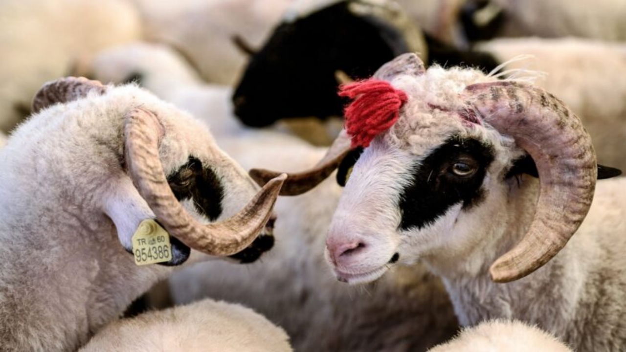 Foto - Şeytanın bile aklına gelmez! Kurbanlıklarda görülmemiş hile! Aman dikkat