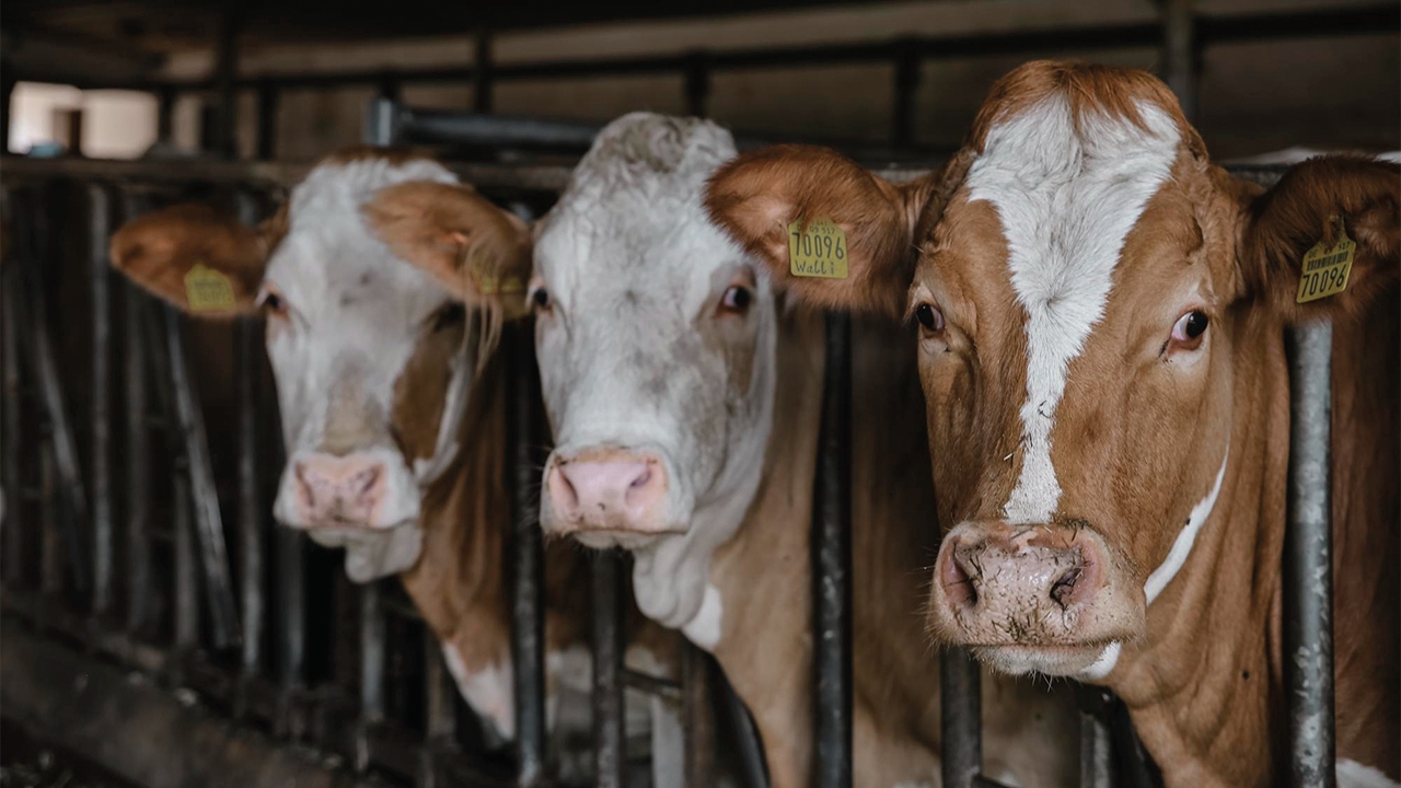 Şeytanın bile aklına gelmez! Kurbanlıklarda görülmemiş hile! Aman dikkat