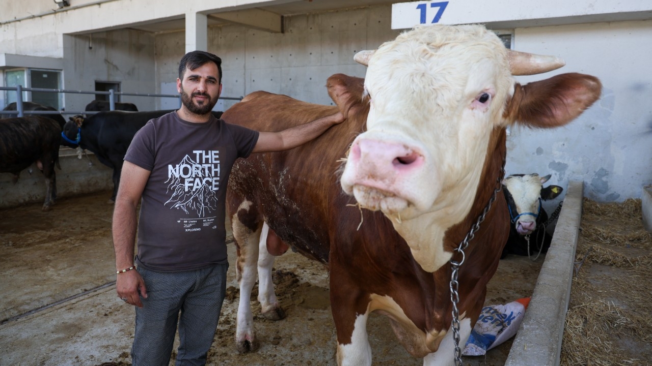 Foto - Şeytanın bile aklına gelmez! Kurbanlıklarda görülmemiş hile! Aman dikkat