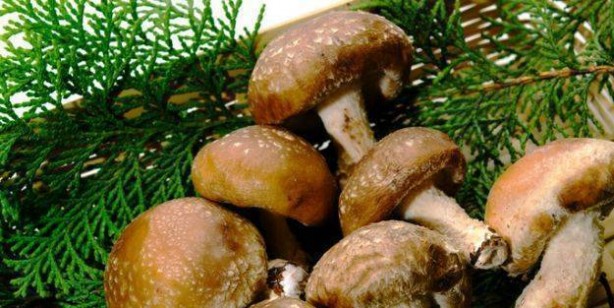 Foto - Shiitake (Şitaki) mantarı nedir, faydaları nelerdir? Nasıl yetiştirilir, nasıl yenir? Shiitake mantarı tarifi