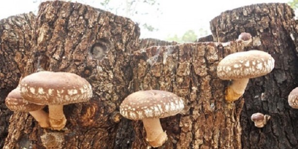 Shiitake (Şitaki) mantarı nedir, faydaları nelerdir? Nasıl yetiştirilir, nasıl yenir? Shiitake mantarı tarifi