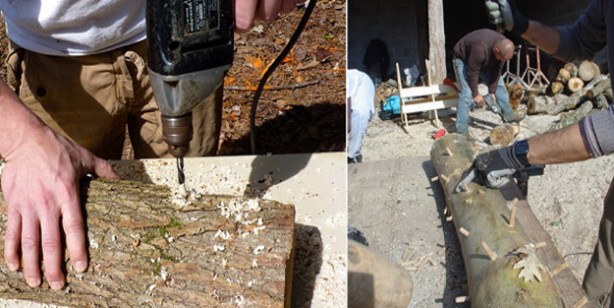 Foto - Shiitake (Şitaki) mantarı nedir, faydaları nelerdir? Nasıl yetiştirilir, nasıl yenir? Shiitake mantarı tarifi