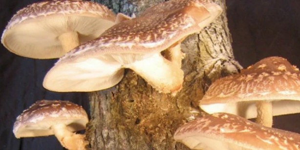 Foto - Shiitake (Şitaki) mantarı nedir, faydaları nelerdir? Nasıl yetiştirilir, nasıl yenir? Shiitake mantarı tarifi