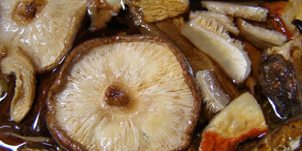 Foto - Shiitake (Şitaki) mantarı nedir, faydaları nelerdir? Nasıl yetiştirilir, nasıl yenir? Shiitake mantarı tarifi