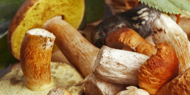 Foto - Shiitake (Şitaki) mantarı nedir, faydaları nelerdir? Nasıl yetiştirilir, nasıl yenir? Shiitake mantarı tarifi