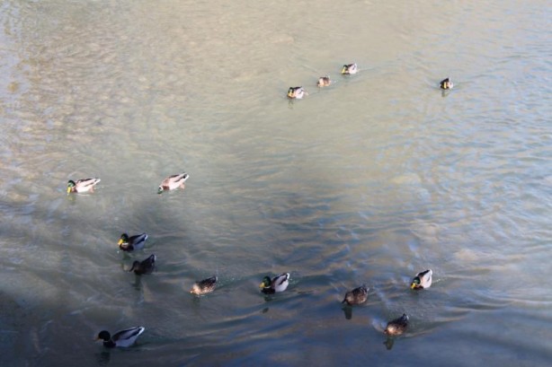 Foto - Sibirya’dan göç ettiler Bayburt’u çok sevdiler