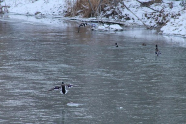 Foto - Sibirya’dan göç ettiler Bayburt’u çok sevdiler
