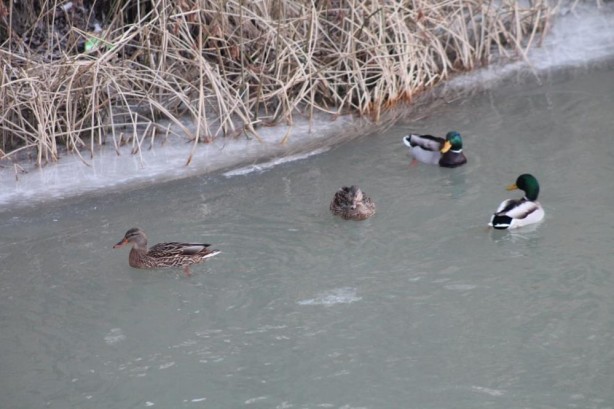 Foto - Sibirya’dan göç ettiler Bayburt’u çok sevdiler