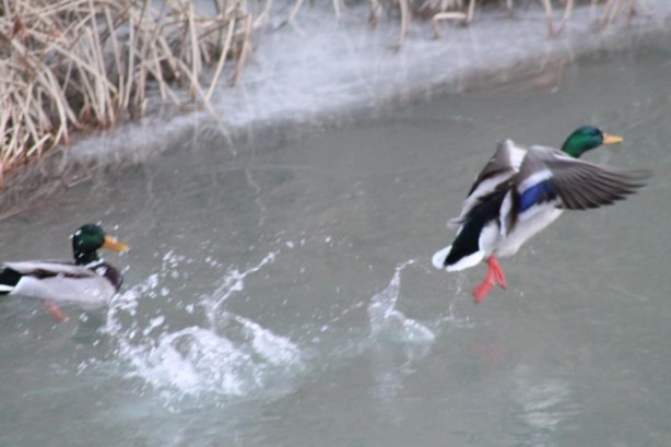 Foto - Sibirya’dan göç ettiler Bayburt’u çok sevdiler